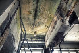 Best Mold Prevention Services in Morganfield, KY